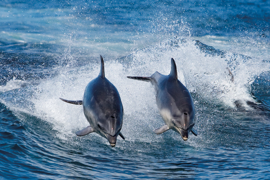 Bruny Island Cruises Full Day Tour From Hobart