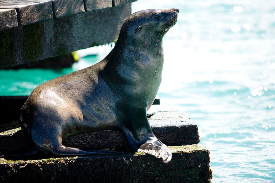 1.5 Hour Wildlife Adventure Cruise - We Wander