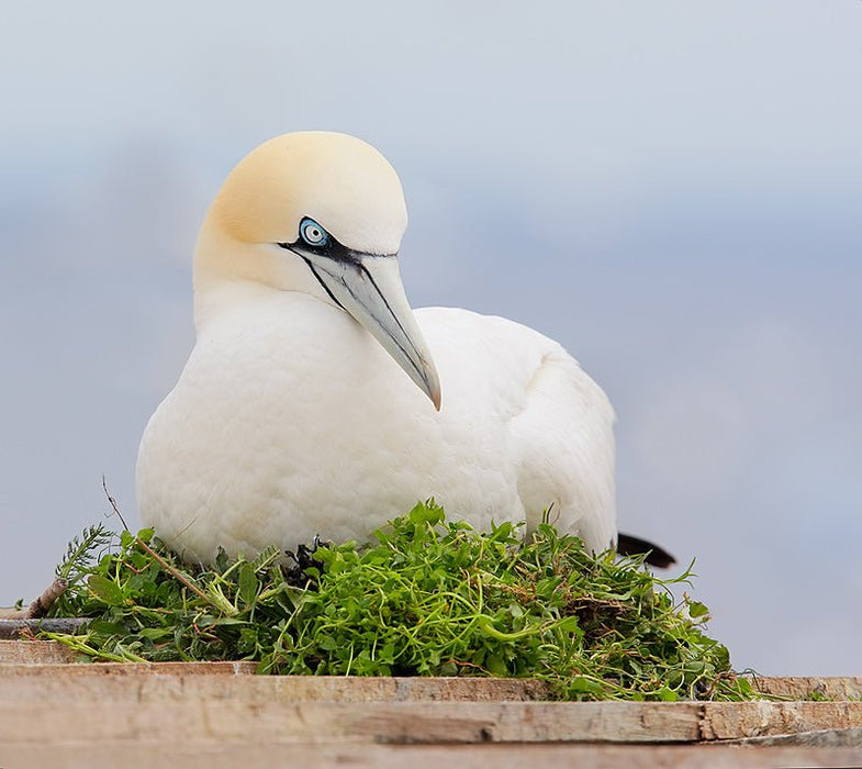 1.5 Hour Wildlife Adventure Cruise - We Wander