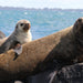 1.5Hr Dolphin And Seal Watching Eco Boat Tour Mornington Peninsula - We Wander