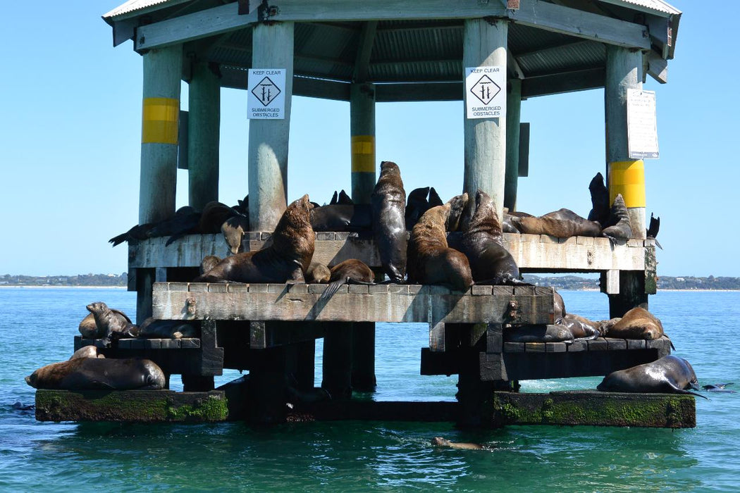 1.5Hr Dolphin And Seal Watching Eco Boat Tour Mornington Peninsula - We Wander