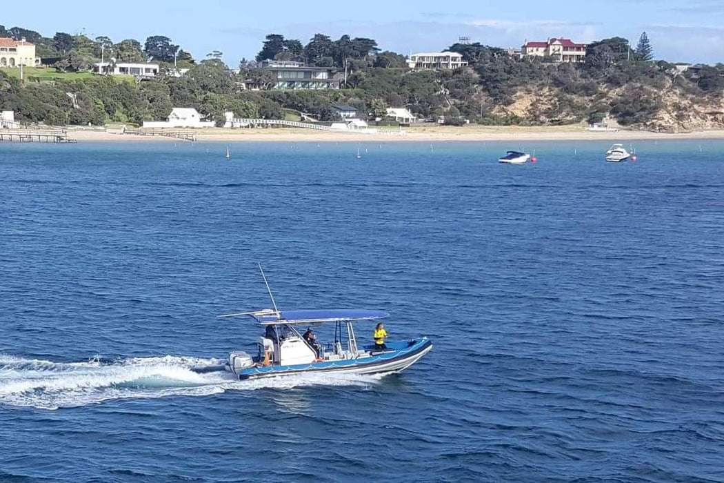 1.5Hr Dolphin And Seal Watching Eco Boat Tour Mornington Peninsula - We Wander