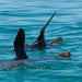 1.5Hr Dolphin And Seal Watching Eco Boat Tour Mornington Peninsula - We Wander