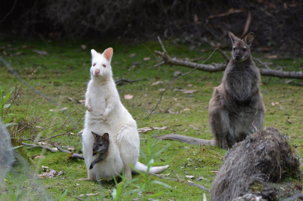 2 Day Tour - Two Of Tasmania's Best - We Wander