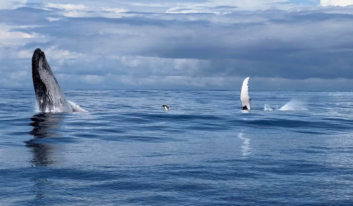 2.5Hr Whale Watching Cruise - We Wander