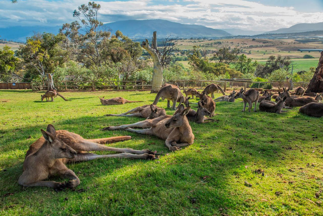 3 Day Tasmanian Highlights Tour '' Hobart, Port Arthur And Bruny Island - We Wander