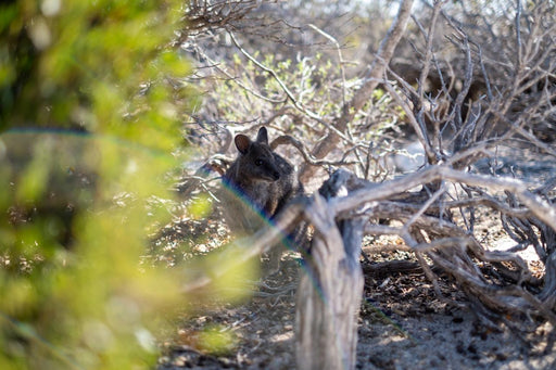 Abrolhos Islands Scenic Flyover - We Wander