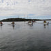 Adelaide Dolphin Sanctuary And Ships Graveyard Tour - We Wander