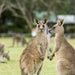 Autopia Tours: Adelaide To Melbourne 3 Day Tour - We Wander