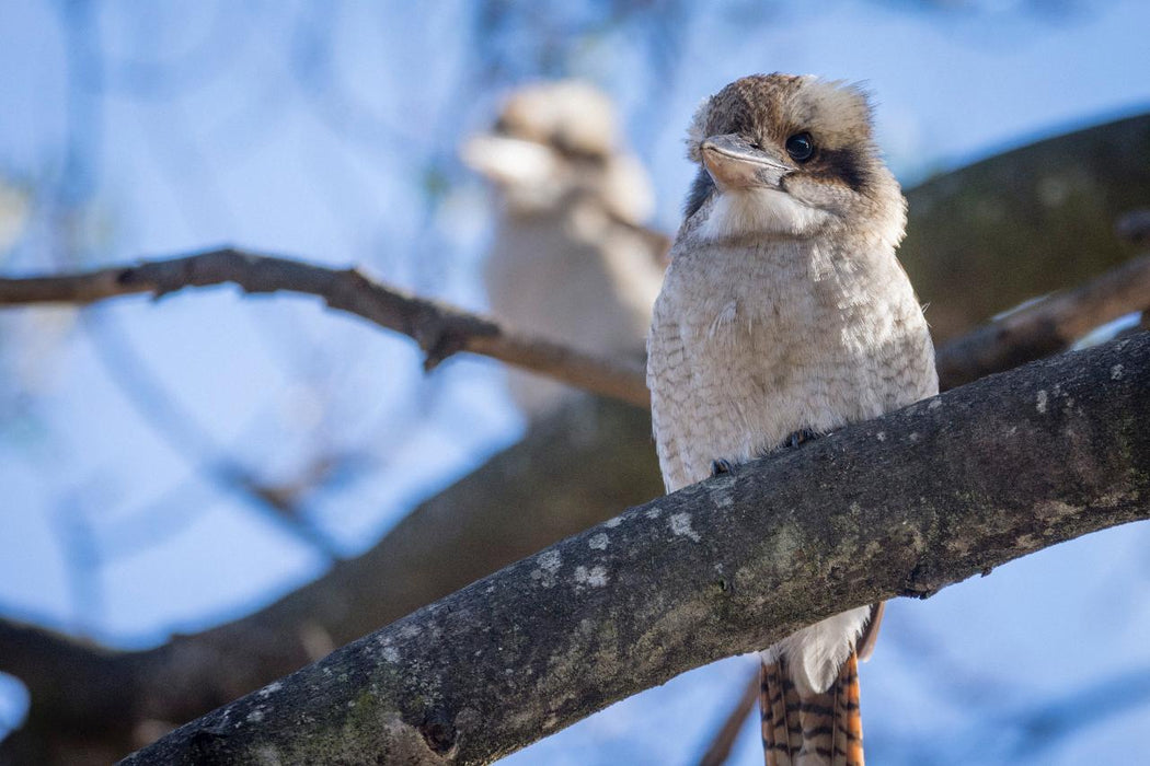 Autopia Tours: Great Ocean Road Twelve Apostles Tour - We Wander