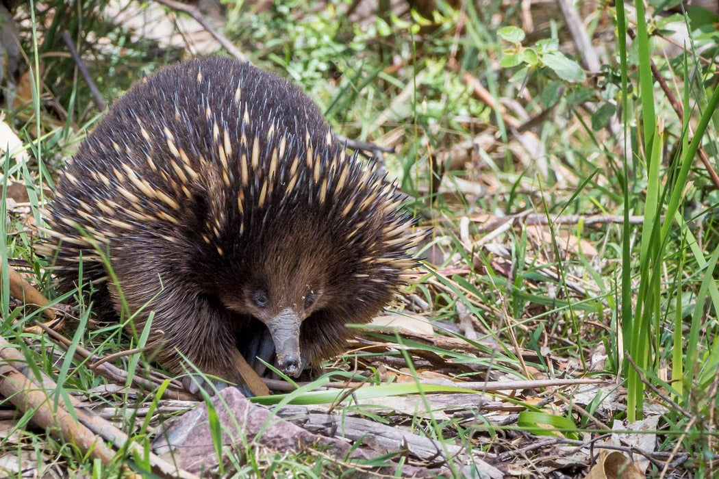 Autopia Tours: Melbourne To Adelaide 2 Day - We Wander