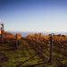 Bellarine Peninsula Food & Wine Taste Trail - We Wander