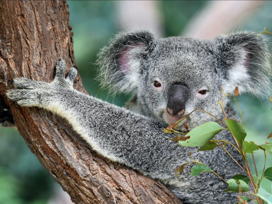 Best Of Wildlife And Birds Tour - Canberra - We Wander