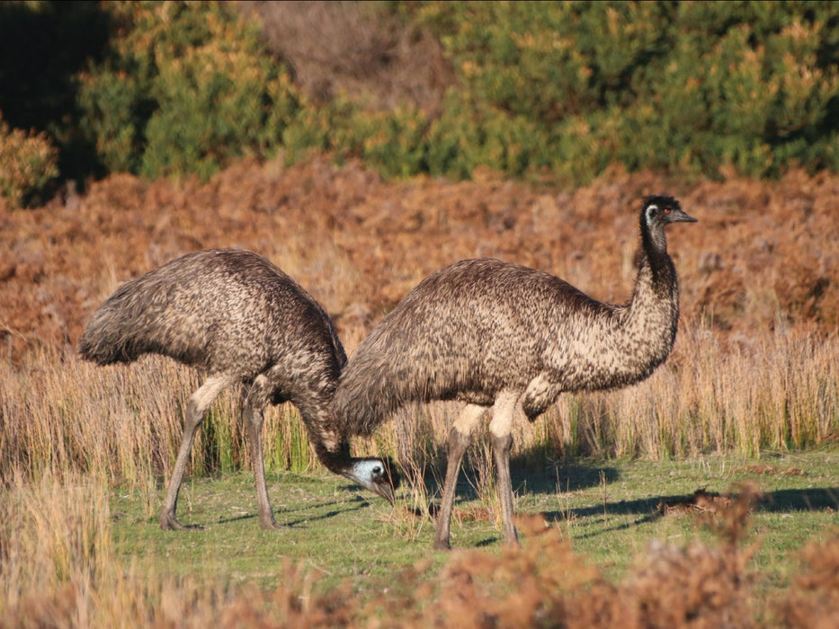 Best Of Wildlife And Birds Tour - Canberra - We Wander