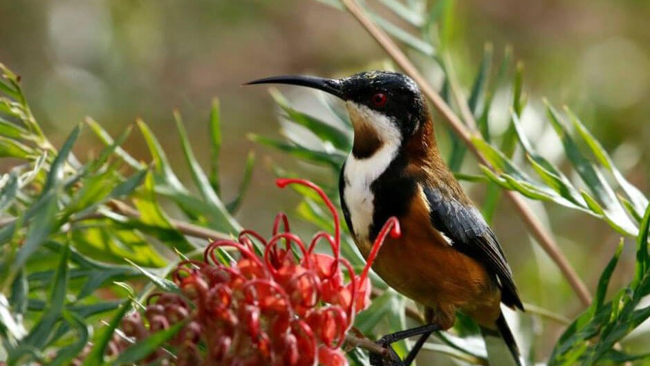 Best Of Wildlife And Birds Tour - Canberra - We Wander