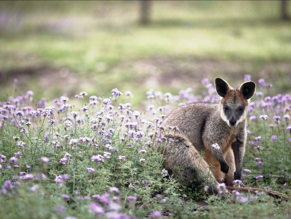 Best Of Wildlife And Birds Tour - Canberra - We Wander