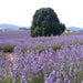 Bridestowe Lavender Farm Shuttle - We Wander