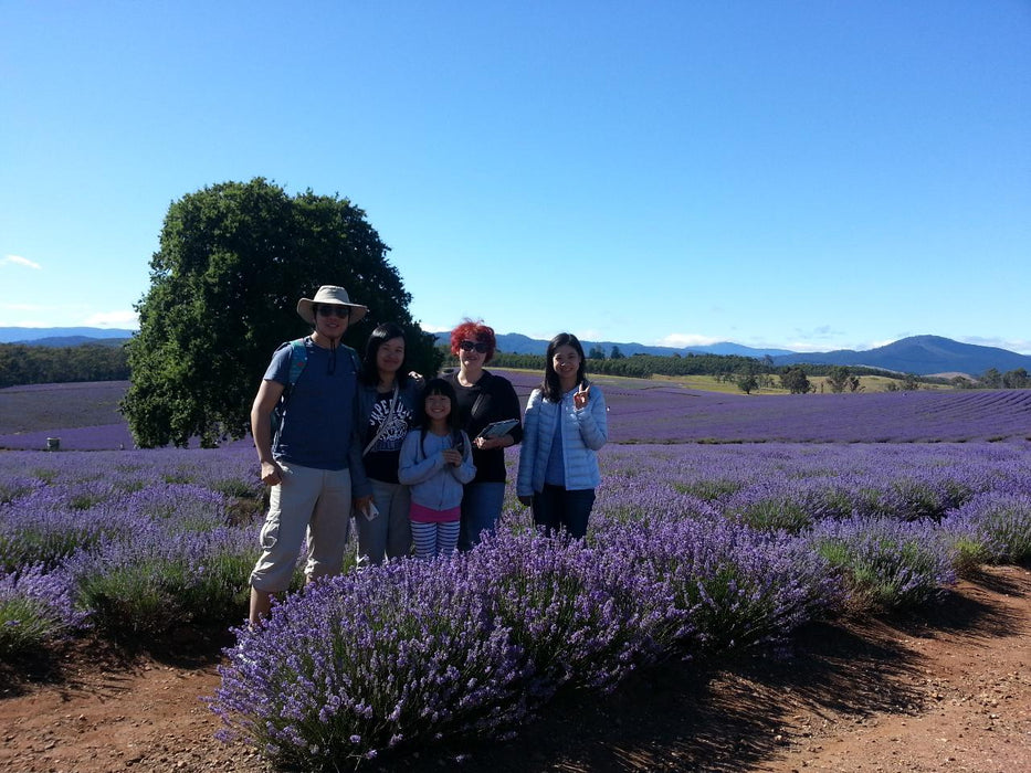 Bridestowe Lavender Farm Shuttle - We Wander