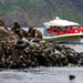 Bruny Island Cruises 3 Hour Cruise With Kettering Bus Pickup - We Wander