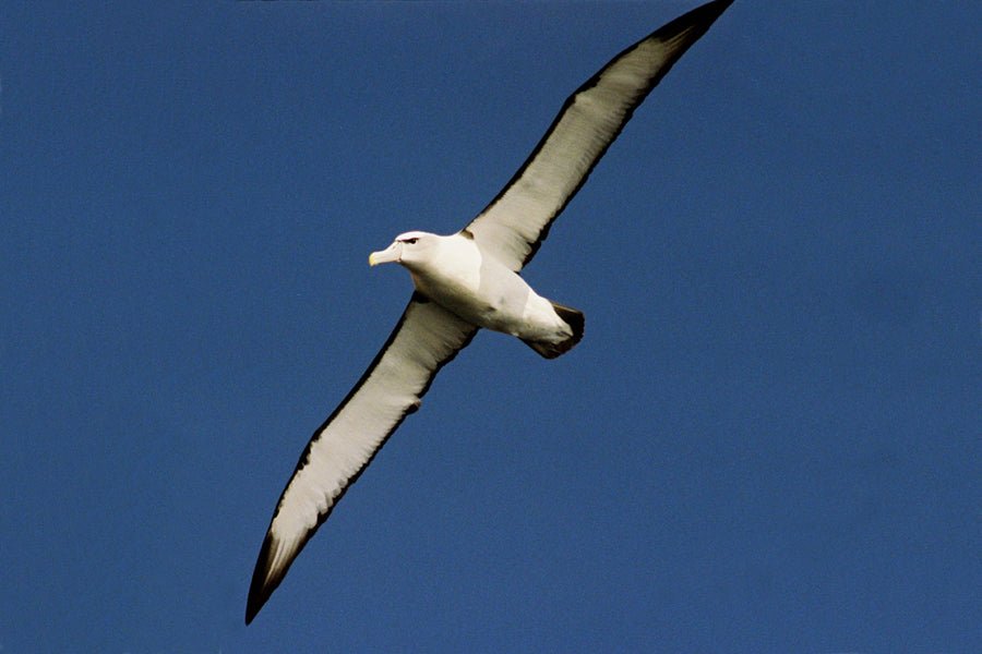 Bruny Island Cruises 3 Hour Wilderness Cruise - We Wander