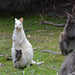 Bruny Island Day Tour - We Wander