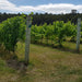 Bruny Island Day Tour - We Wander