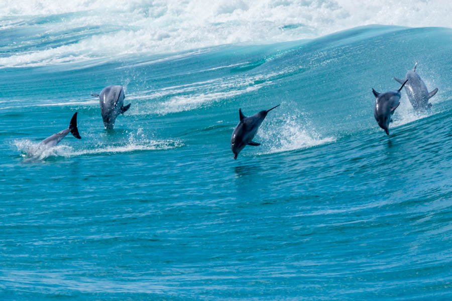 Busselton Jetty, Train Ride & Dolphin Discovery - We Wander