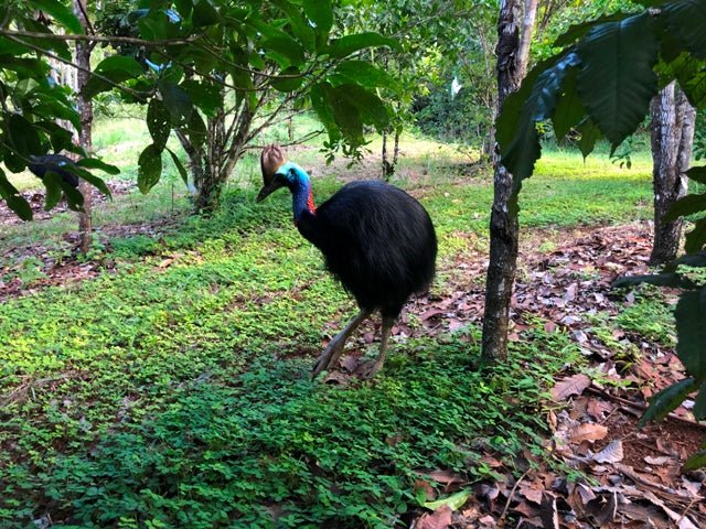 Cairns Tablelands Tasting Tour - We Wander