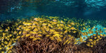 Coral Viewing & Snorkel Tour, Exmouth 2Hrs - We Wander