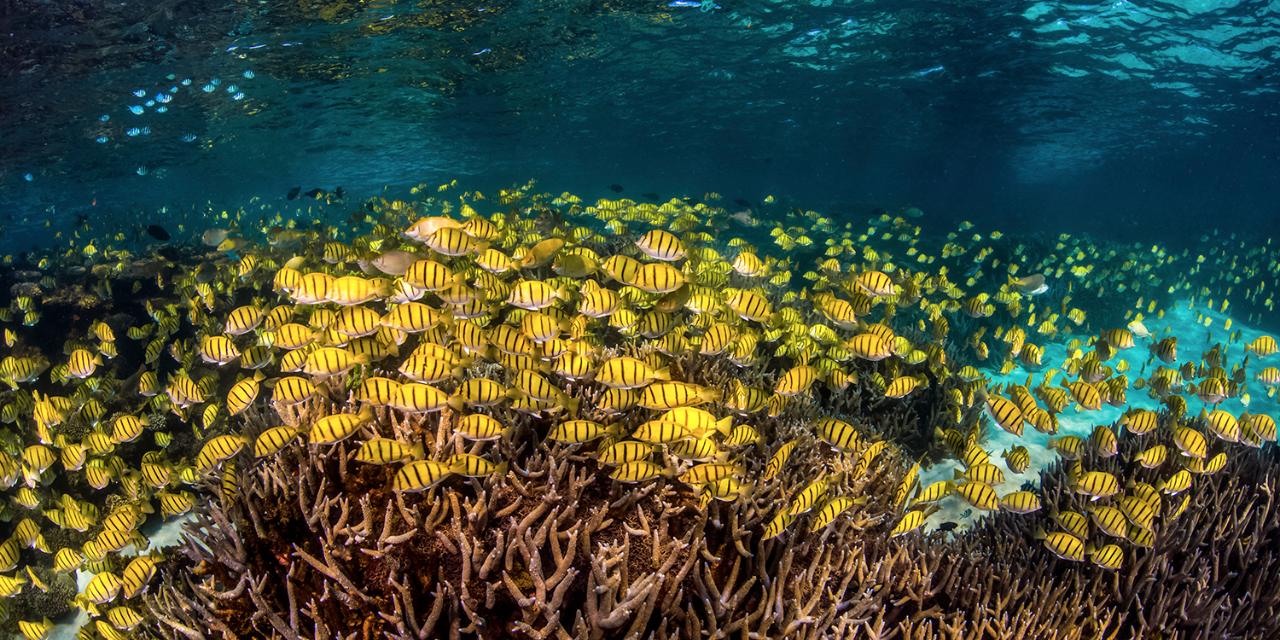 Coral Viewing & Snorkel Tour, Exmouth 2Hrs - We Wander