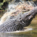 Crocodile Express Daintree Rainforest & Wildlife Cruise From Daintree Ferry Gateway - We Wander