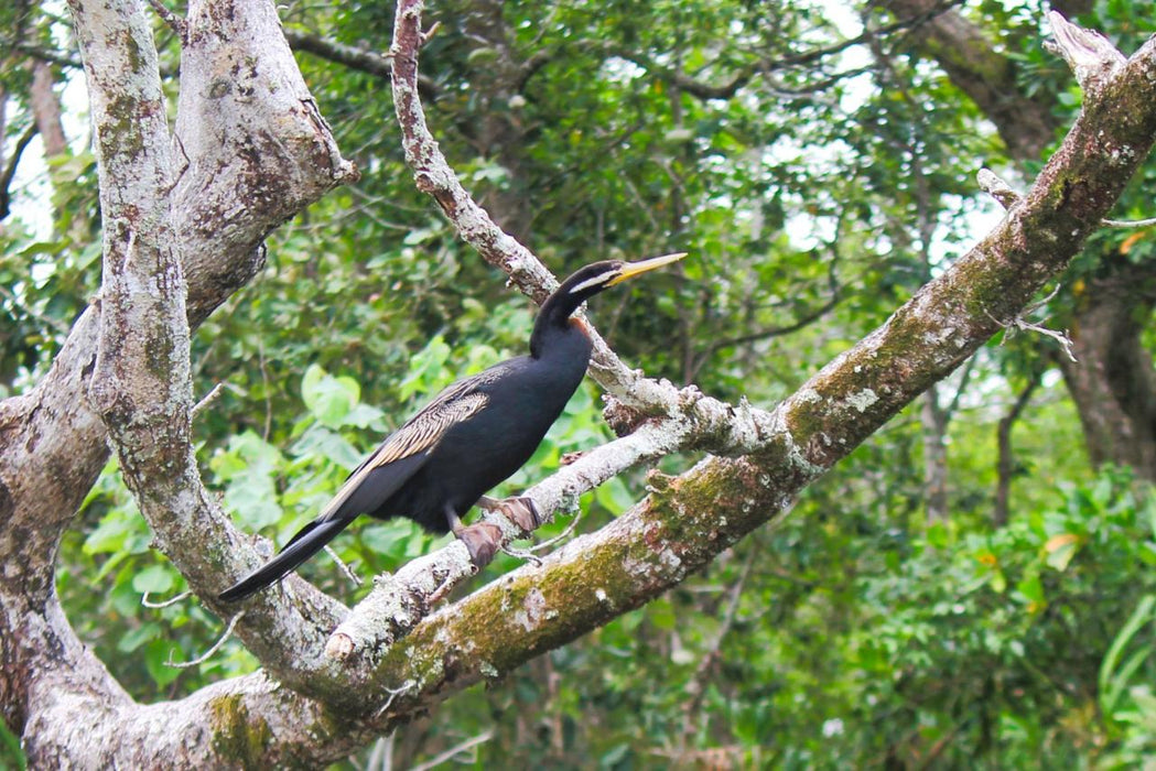 Crocodile Express Daintree Rainforest & Wildlife Cruise From Daintree Ferry Gateway - We Wander