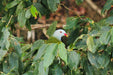 Crocodile Express Daintree Rainforest & Wildlife Cruise From Daintree Ferry Gateway - We Wander