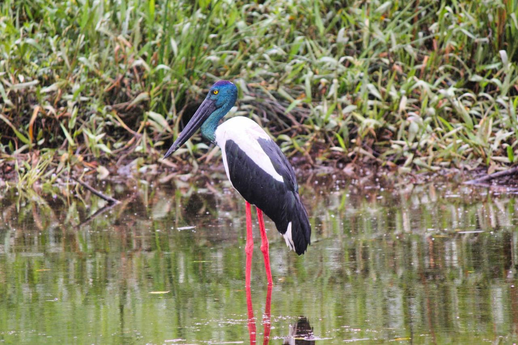 Crocodile Express Daintree Rainforest & Wildlife Cruise From Daintree Ferry Gateway - We Wander