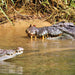 Crocodile Express Daintree Rainforest & Wildlife Cruise From Daintree Ferry Gateway - We Wander