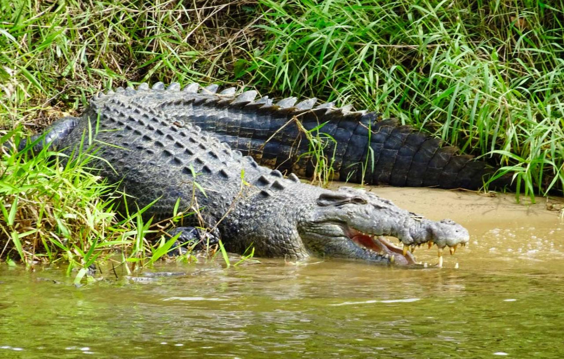 Crocodile Express Daintree Rainforest & Wildlife Cruise From Daintree Ferry Gateway - We Wander