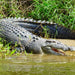 Crocodile Express Daintree Rainforest & Wildlife Cruise From Daintree Ferry Gateway - We Wander