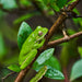 Daintree Rainforest Night Walk Tour - We Wander