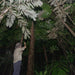 Daintree Rainforest Night Walk Tour - We Wander