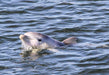 Dolphin Sanctuary Mangroves Tour - We Wander