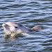 Dolphin Sanctuary Mangroves Tour - We Wander