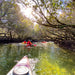 Dolphin Sanctuary Mangroves Tour - We Wander