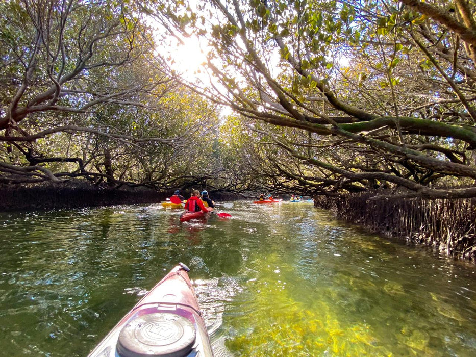 Dolphin Sanctuary Mangroves Tour - We Wander