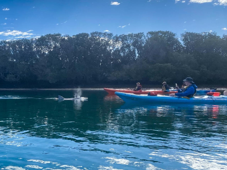 Dolphin Sanctuary Mangroves Tour - We Wander