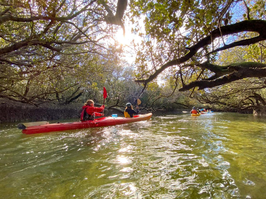 Dolphin Sanctuary & Ships Graveyard Kayak Tour - We Wander