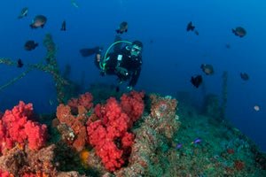 Double Dive: Ex - Hmas Brisbane Wreck - We Wander