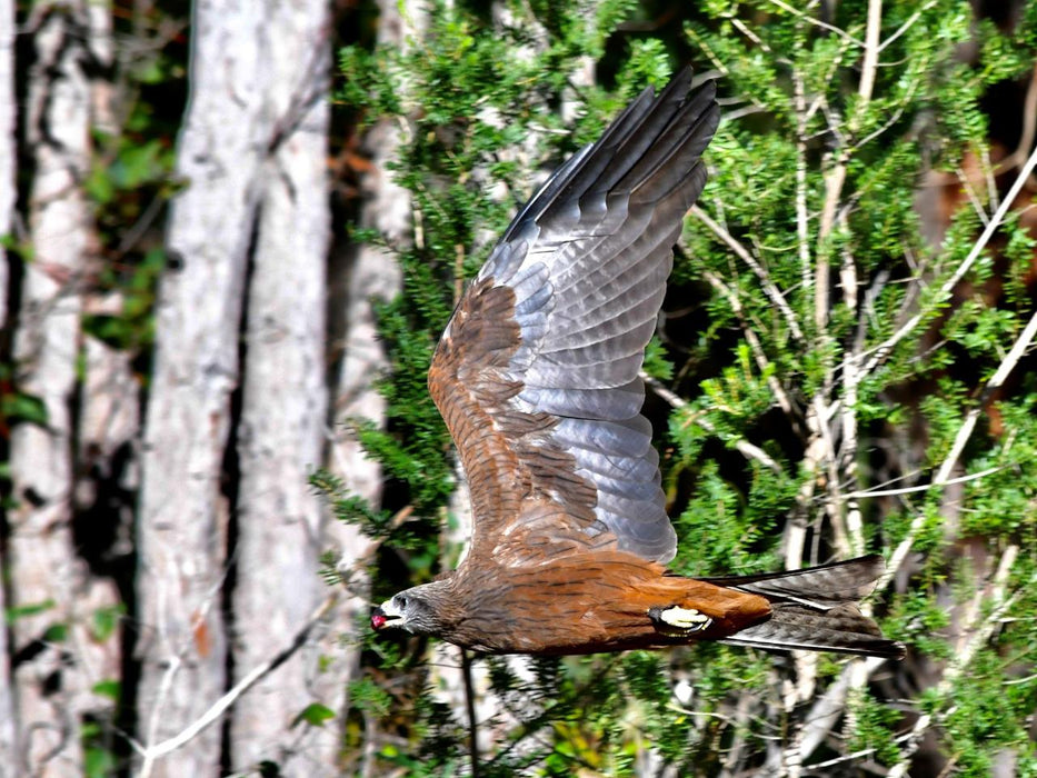 Eagles Heritage Encounters And Birds Of Prey Forest Walk - We Wander