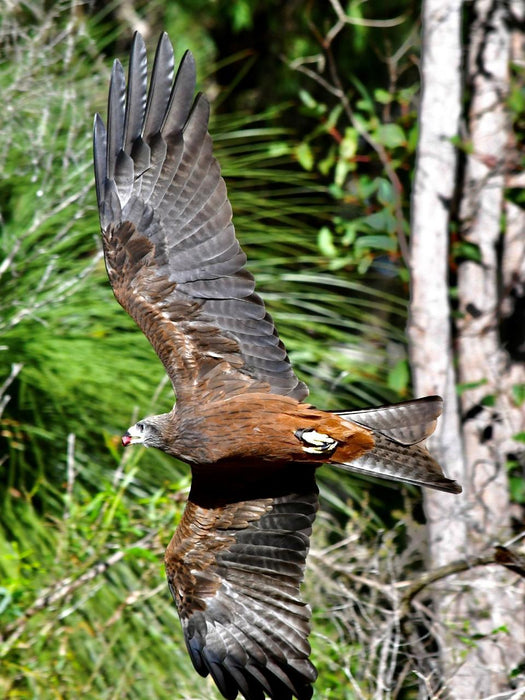 Eagles Heritage Encounters And Birds Of Prey Forest Walk - We Wander