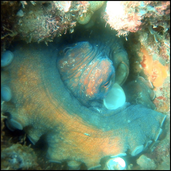 Ex - Hmas Brisbane Double Dive - We Wander