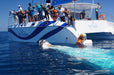 Exclusive Whale Watching Encounter - We Wander